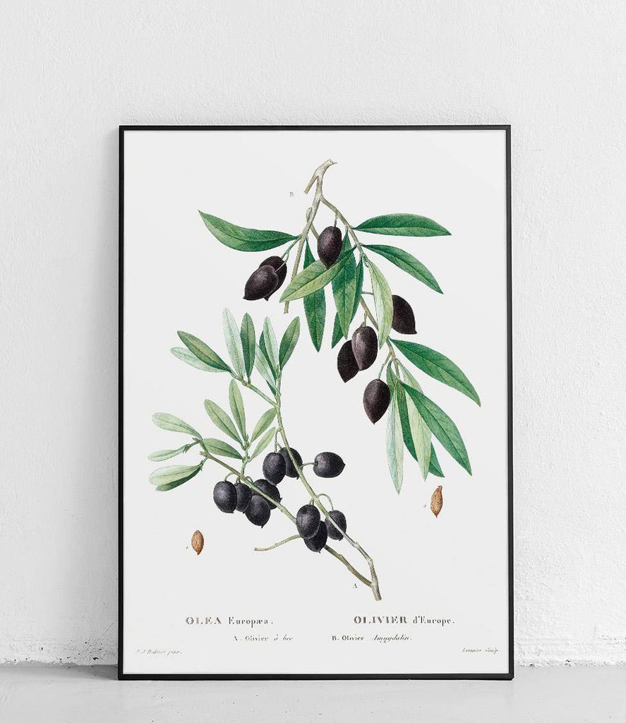 European olive - poster
