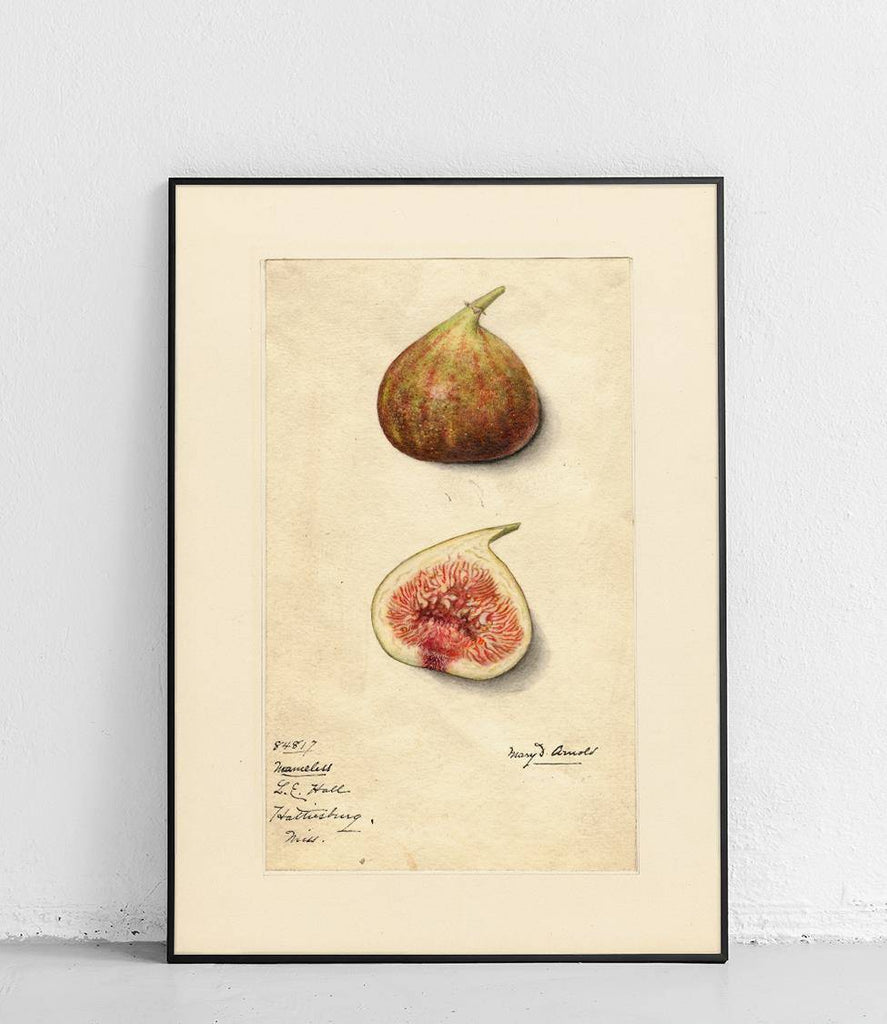 Fig - poster