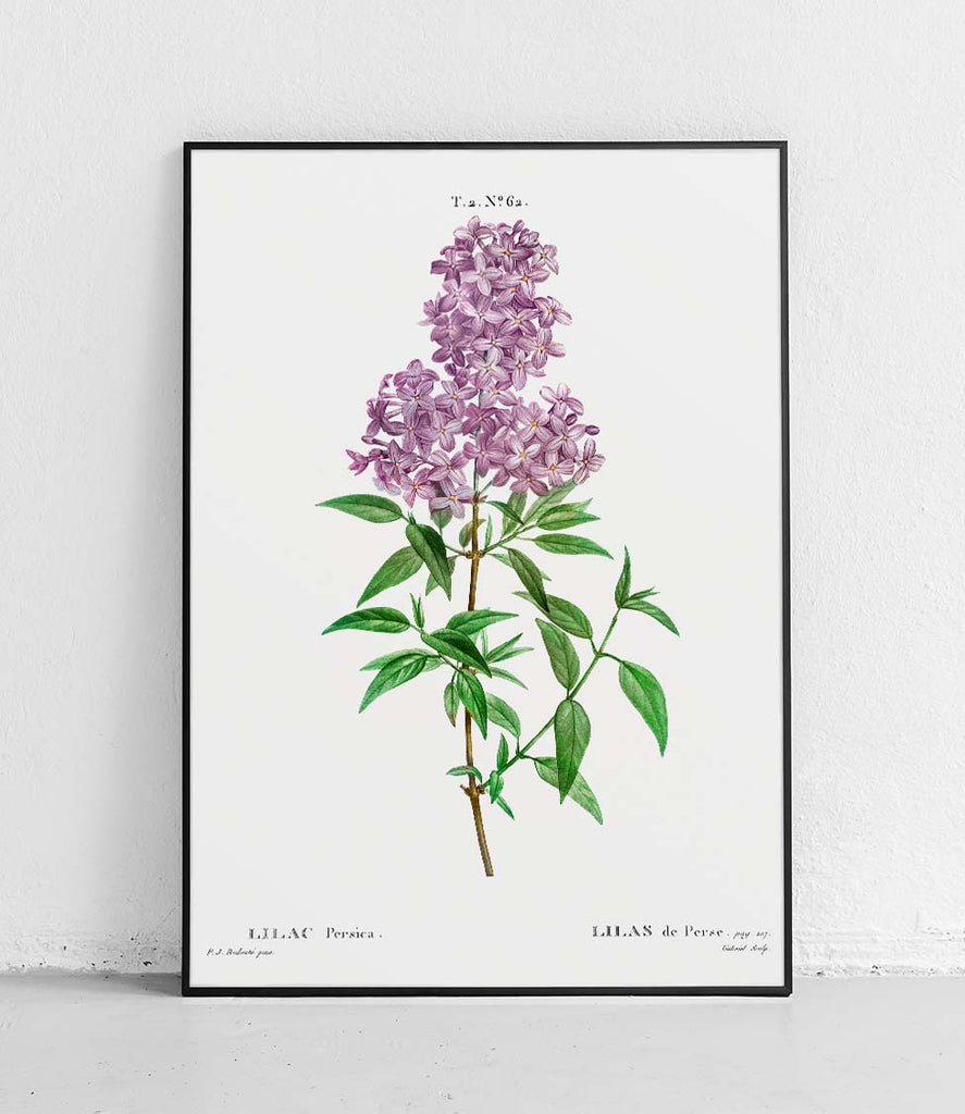 Lilac persica - poster