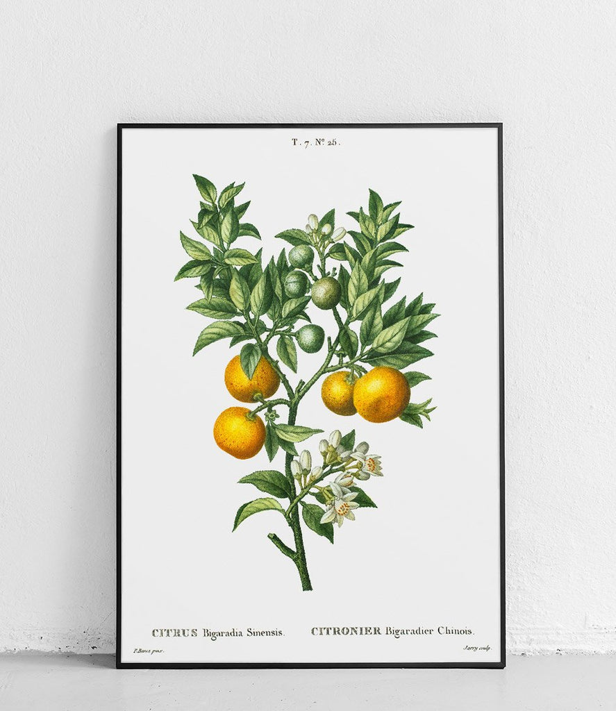 Bitter orange - poster