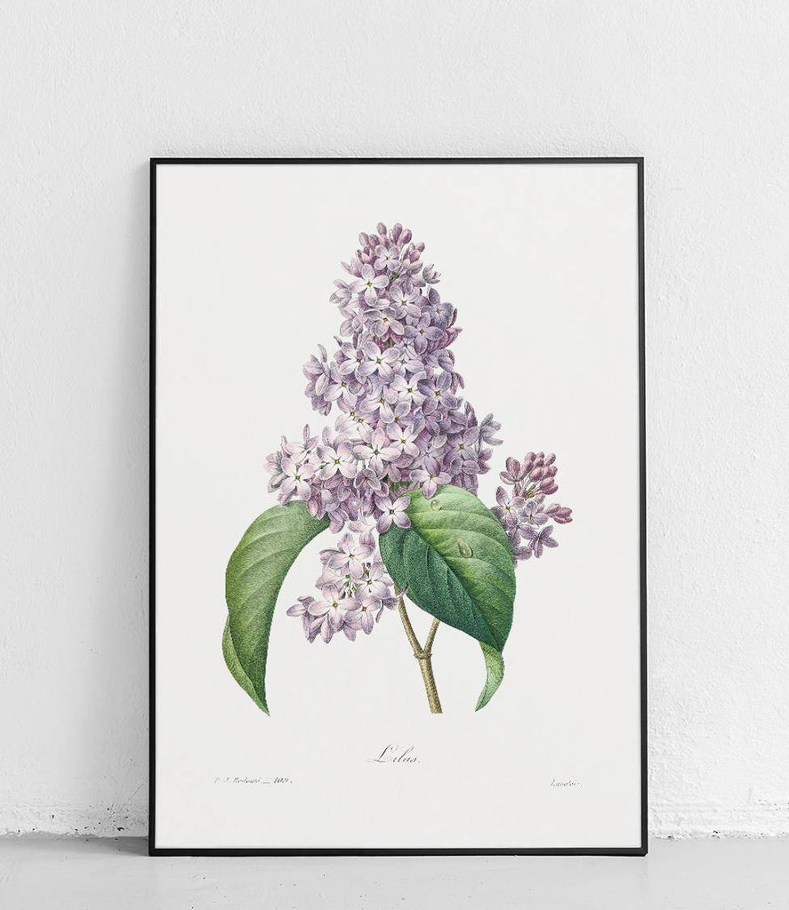 Common lilac - poster