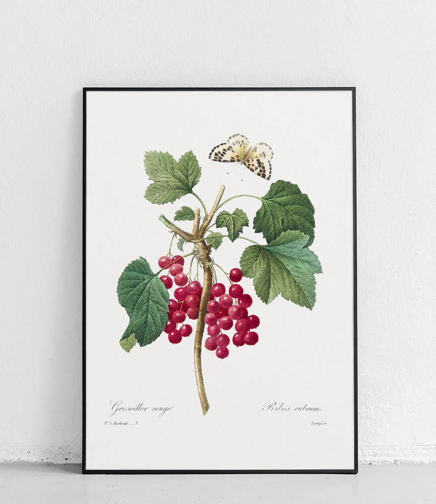Red currant with butterfly - poster