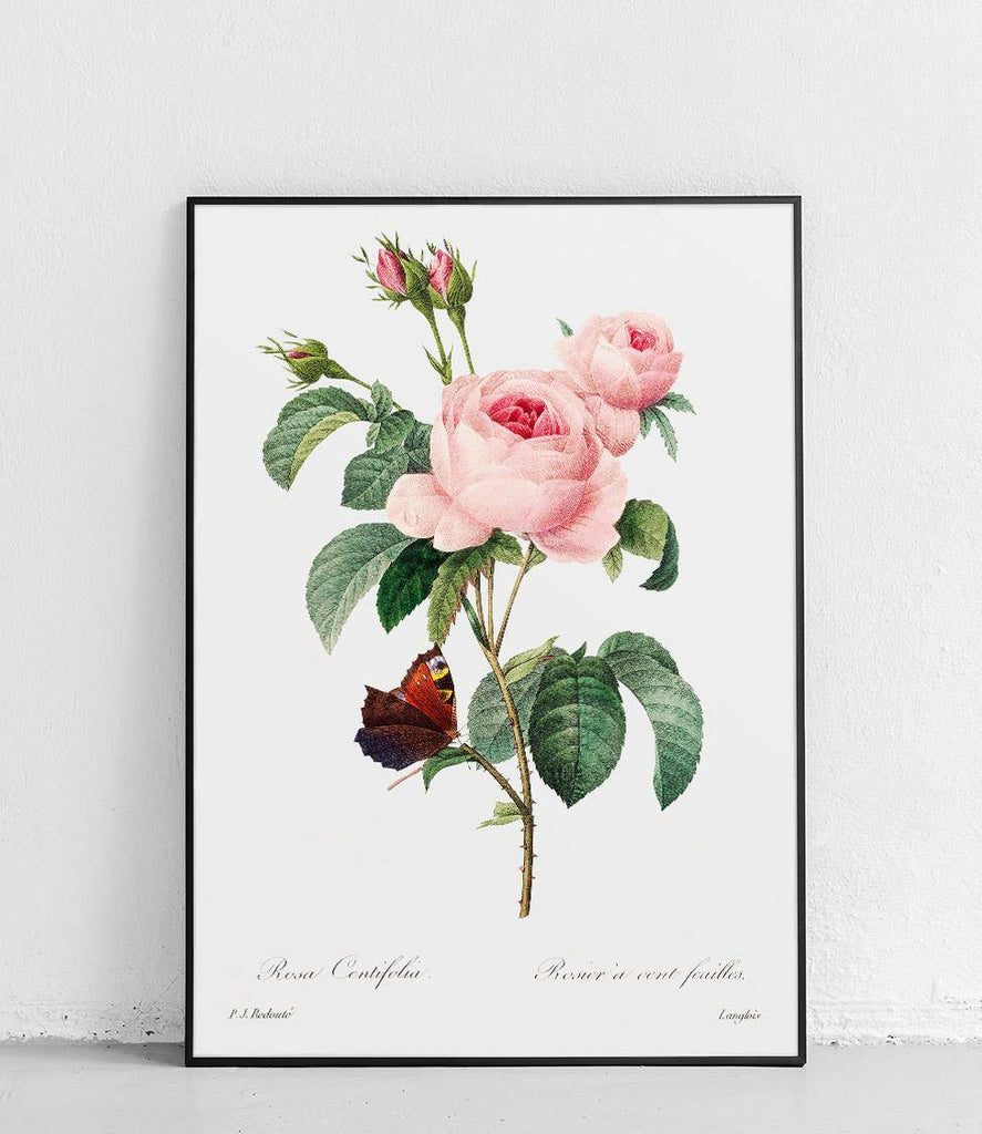Centifolia rose with a butterfly - poster