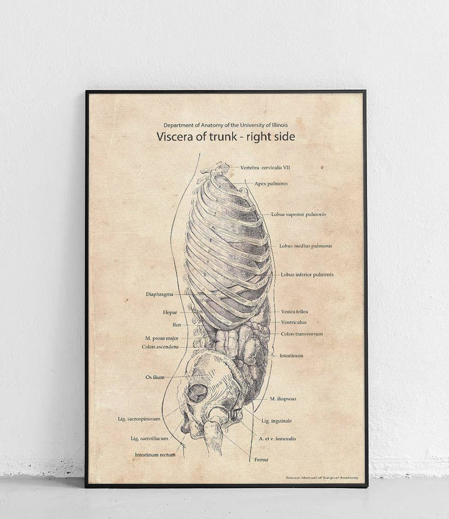 Guts of the torso - right side I - poster