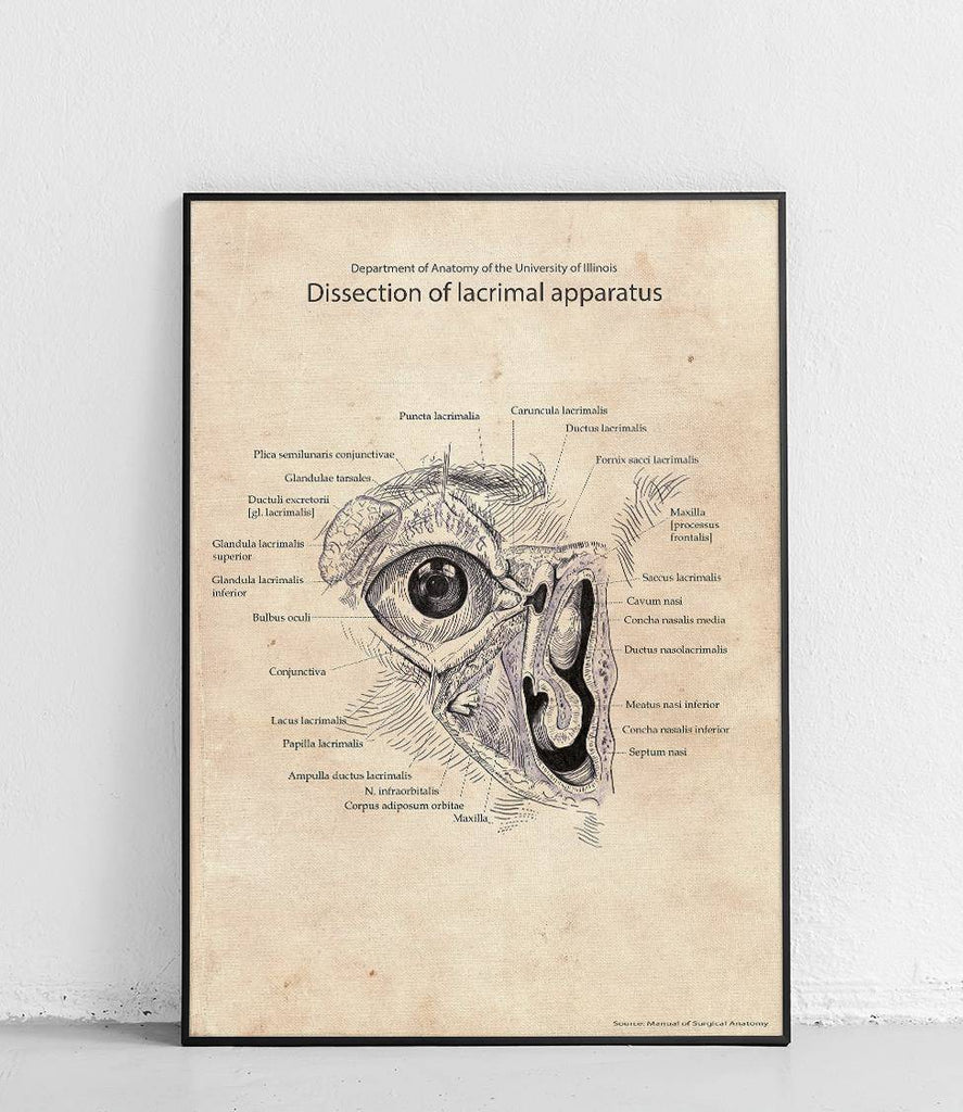 Lacrimal organ - poster