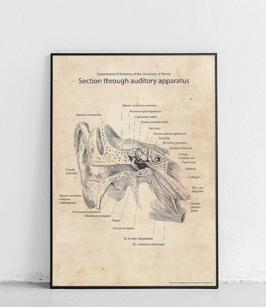 Hearing aid - poster