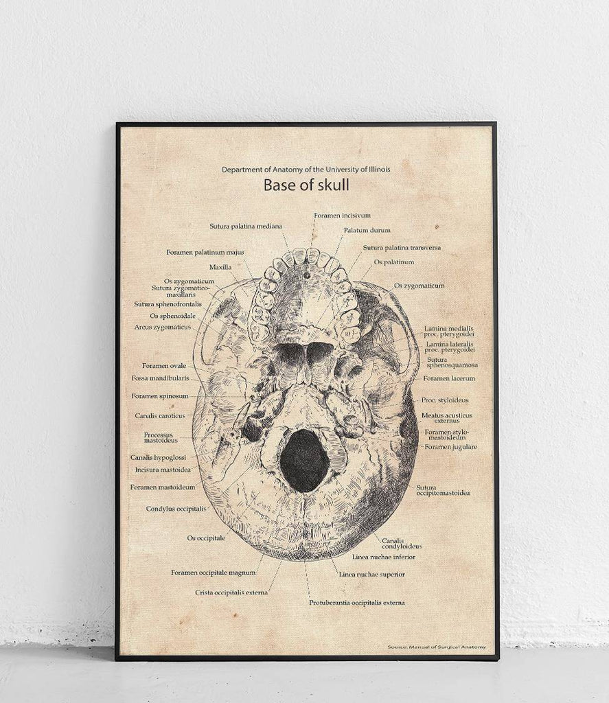 The base of the skull - poster