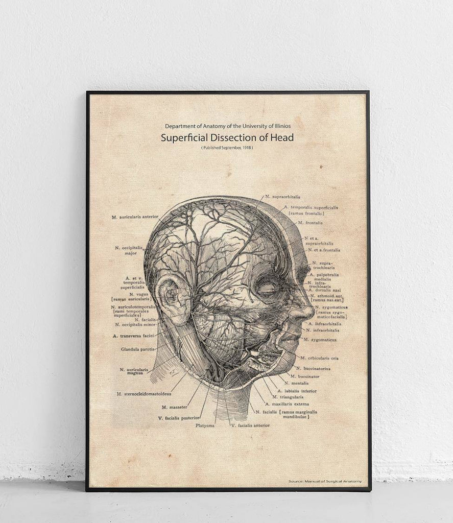 Superficial head dissection - poster