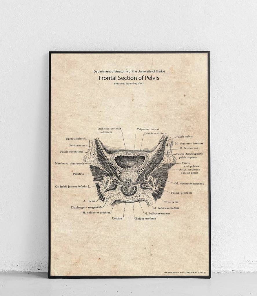 Front part of the pelvis - poster