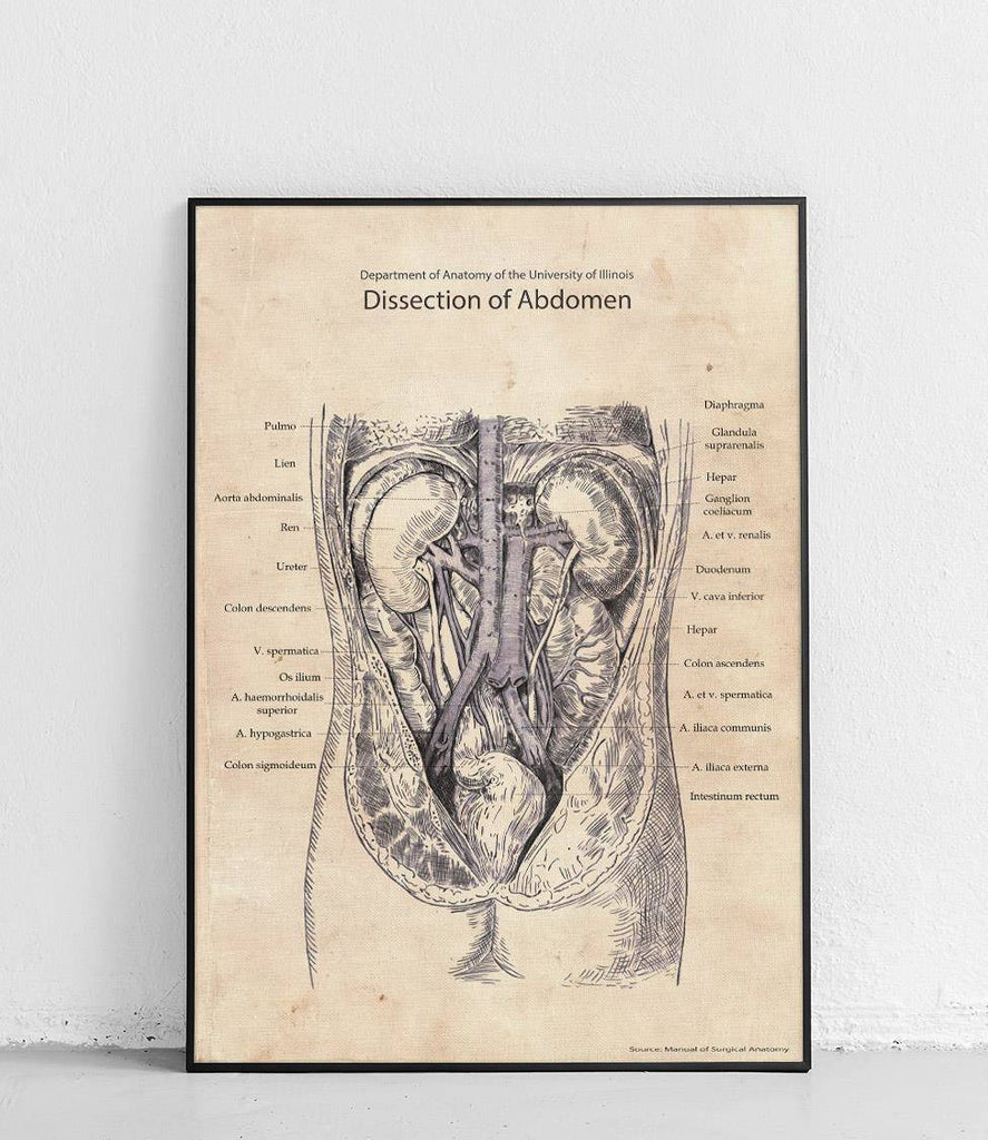 Abdominal cross-section - poster