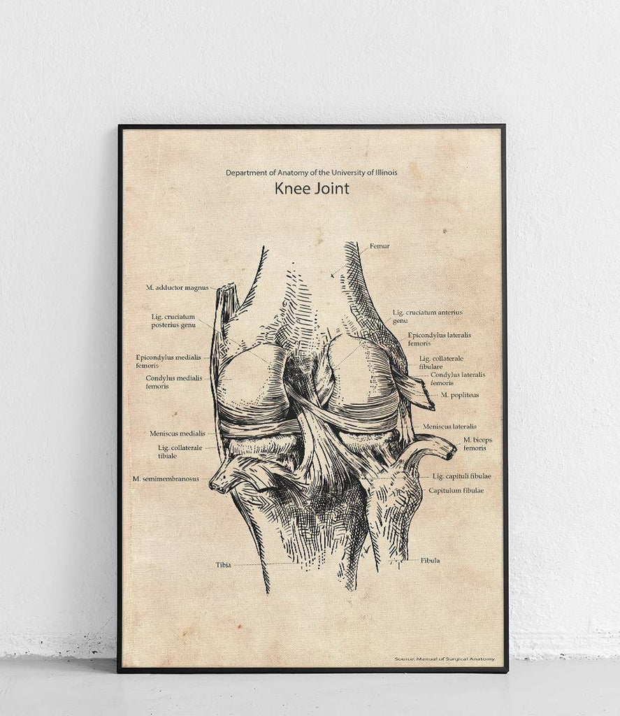 Knee joint - poster