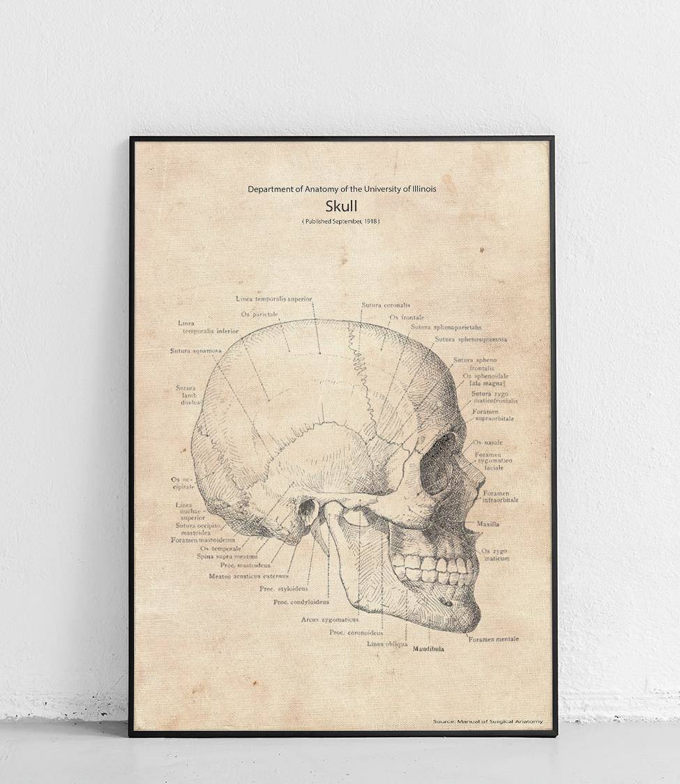 Poster Crâne humain 