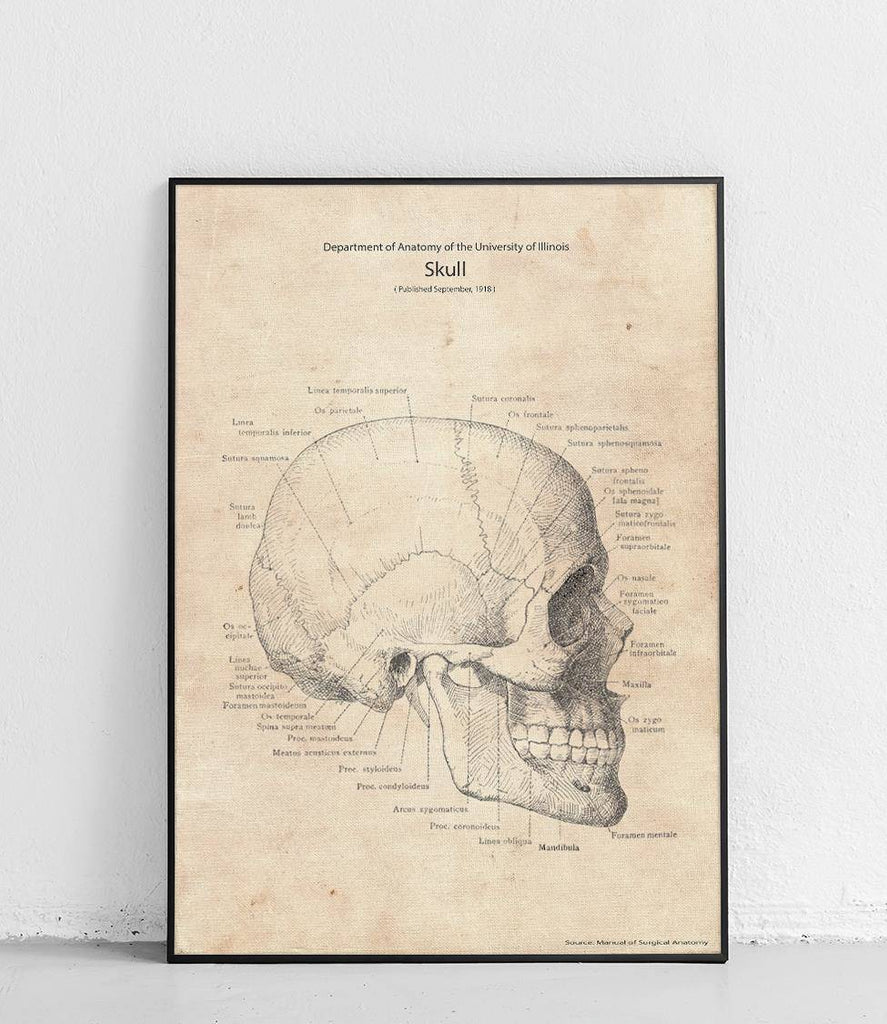 Skull side view - poster