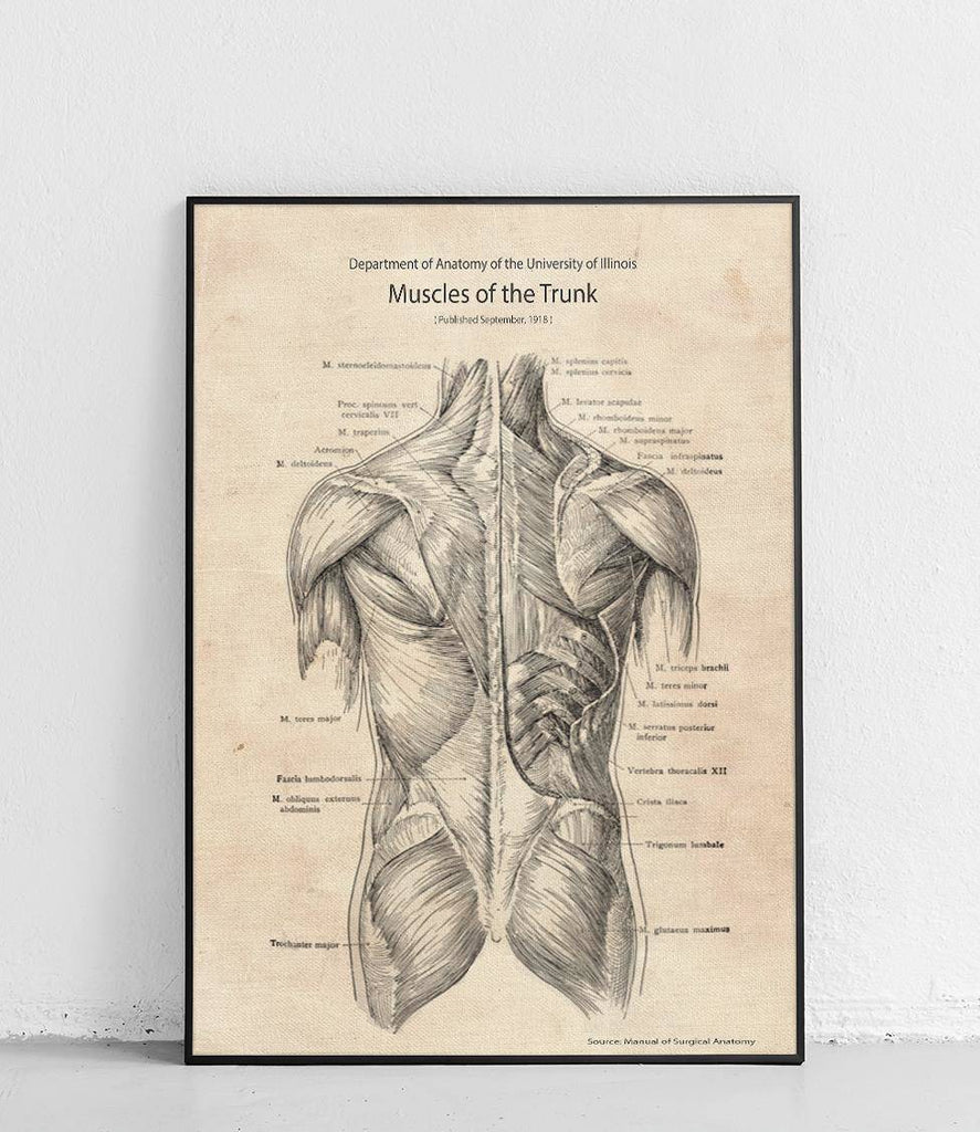 Torso muscles back structure - poster