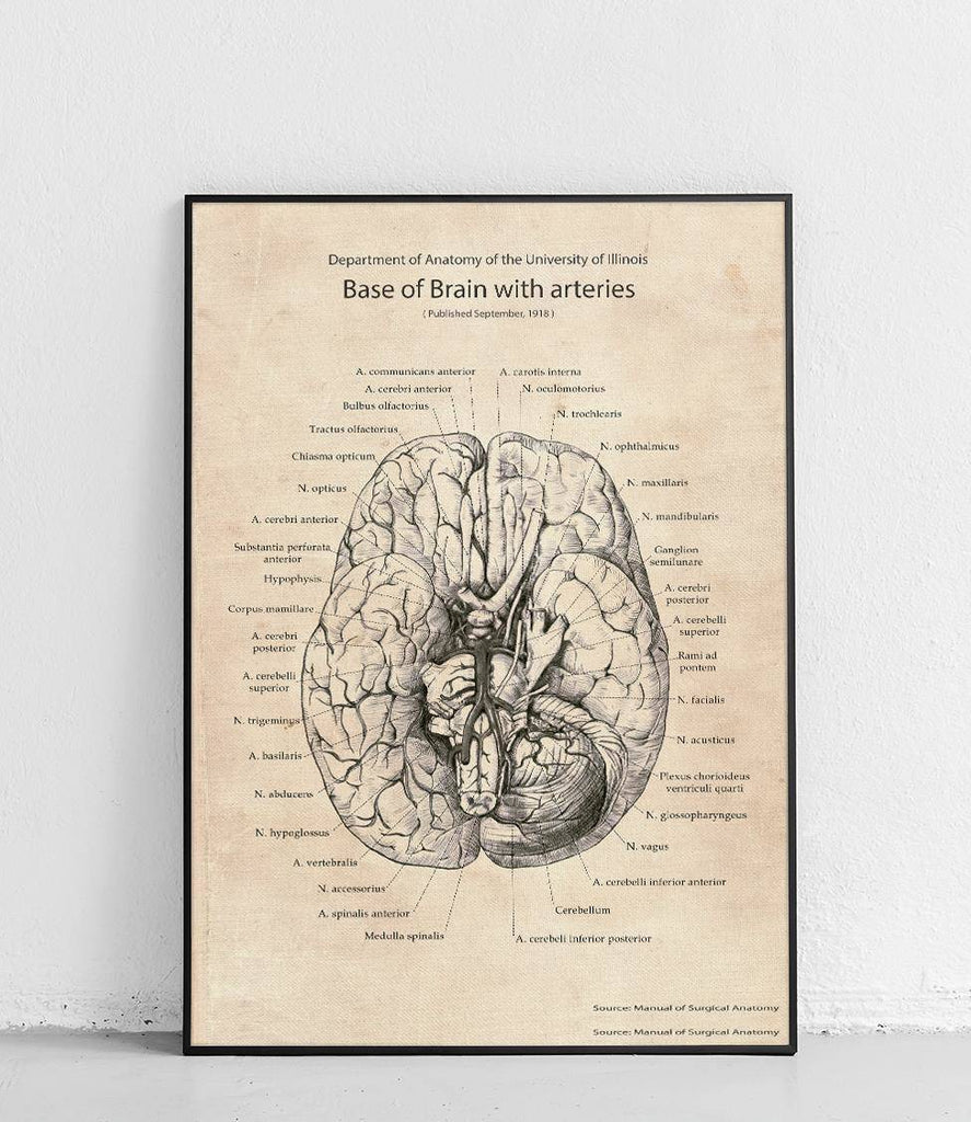 The base of the brain with arteries - poster