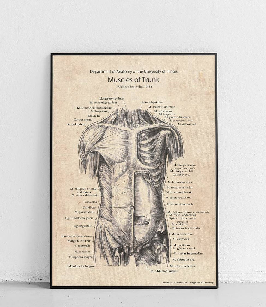 Torso muscles anterior structure - poster