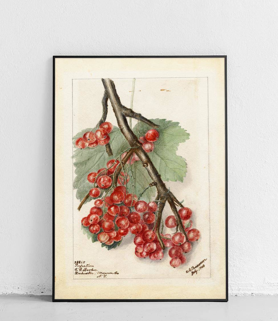 Red currant - poster