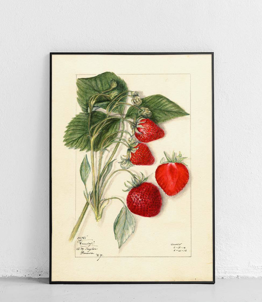 Strawberry - poster