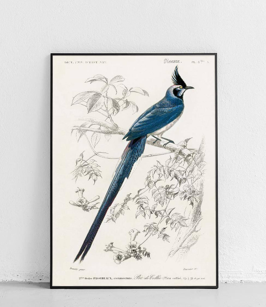Black-throated Magpie - poster
