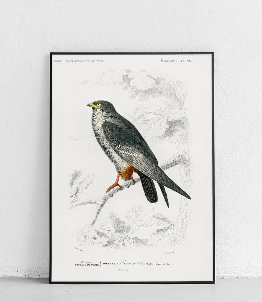 Red-footed falcon - poster