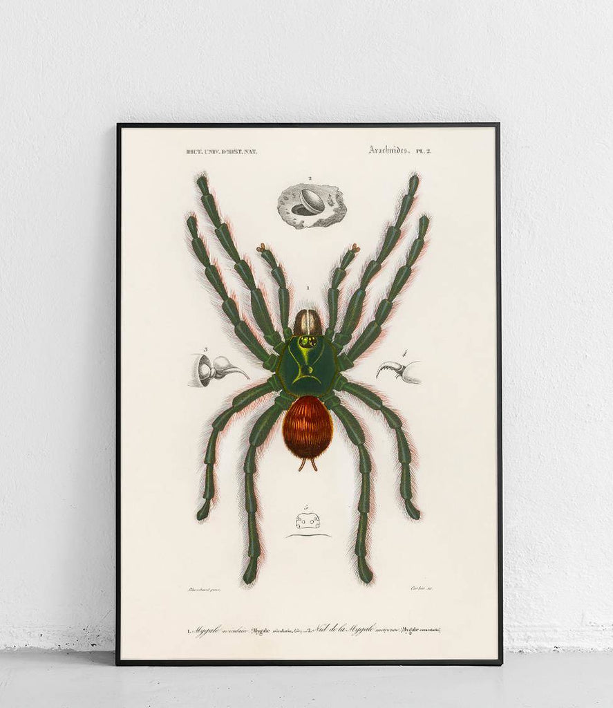 Common tarantula - poster