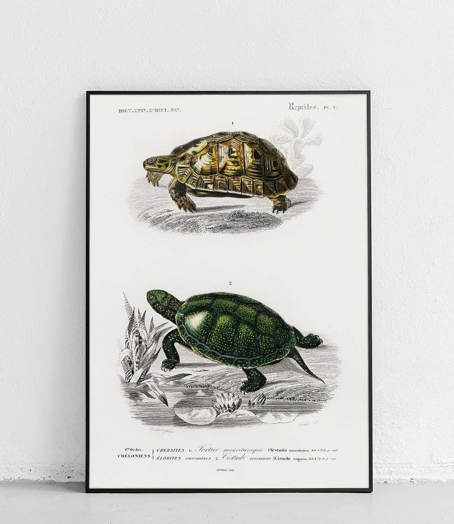 Tortoise and emys - poster