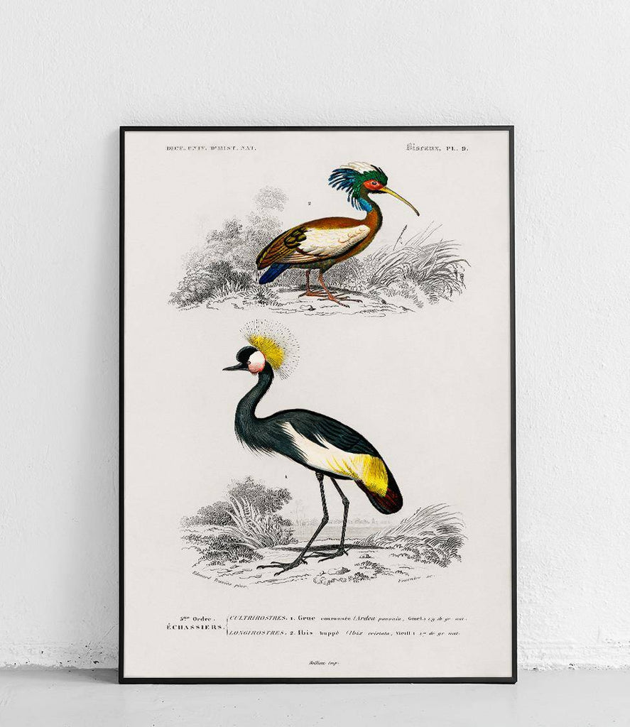 Gray Crowned Crane and White-winged Ibis - poster