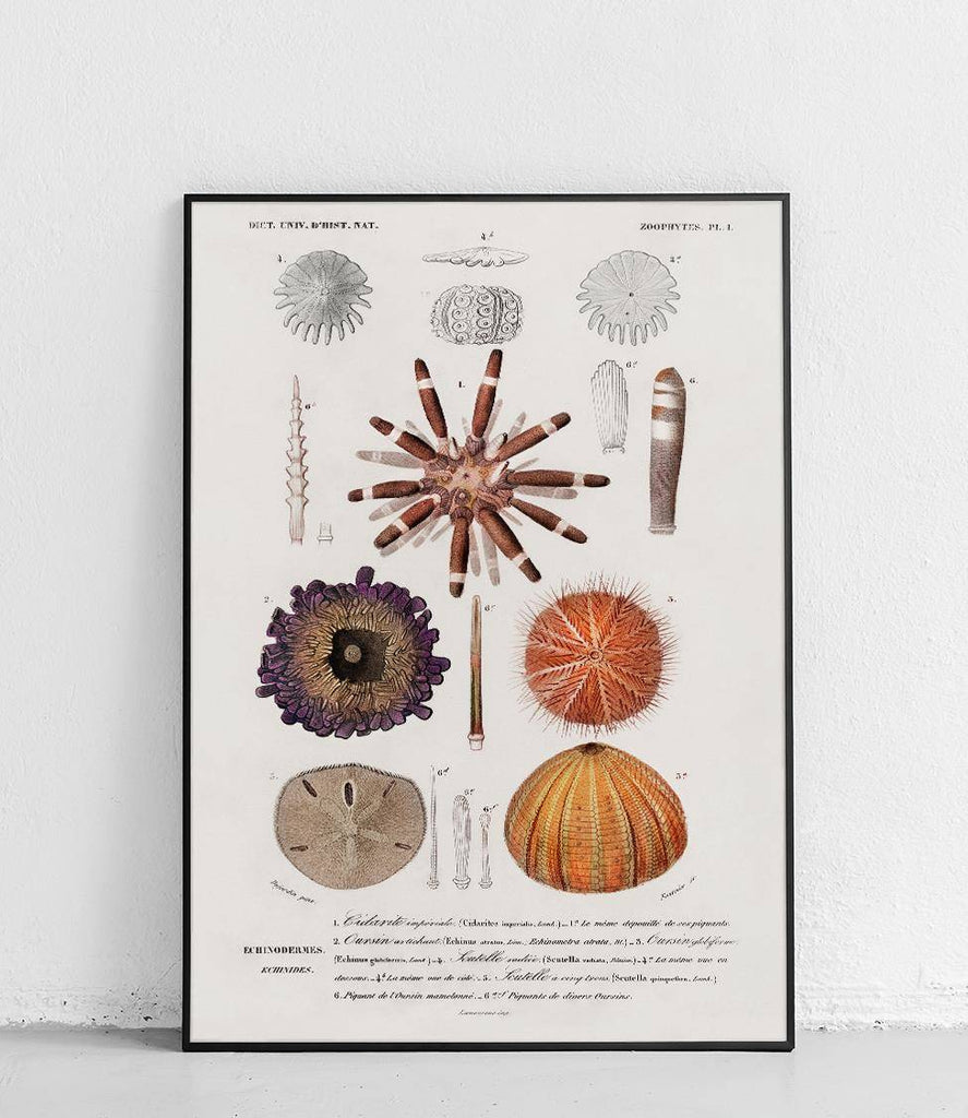 Sea urchins and echinoderms - poster