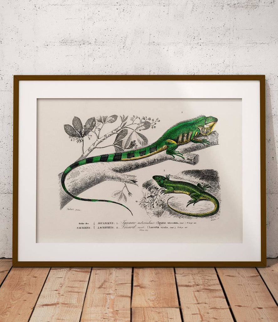Iguana and green lizard - poster