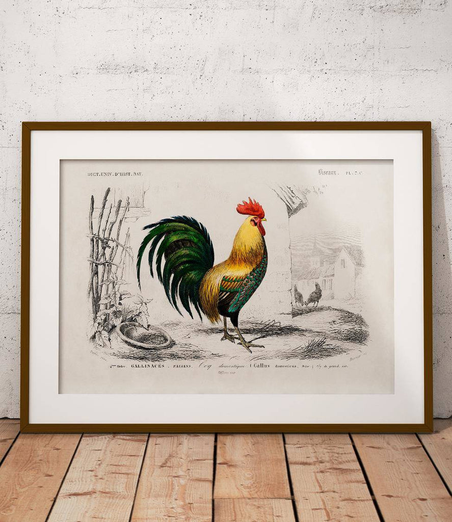 Rooster - poster