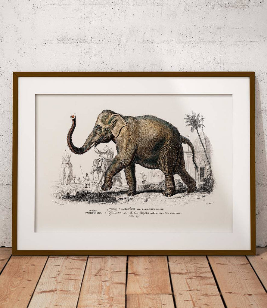 Indian elephant - poster