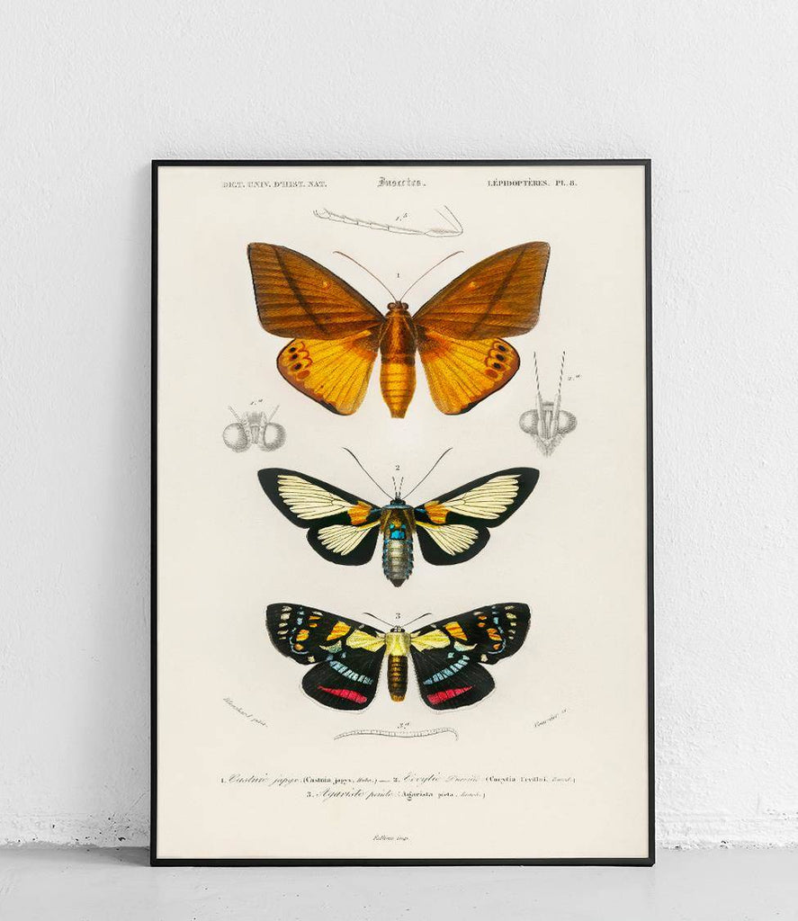 Moths - poster