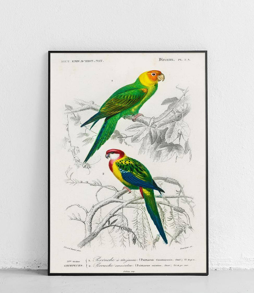 Parrots - poster