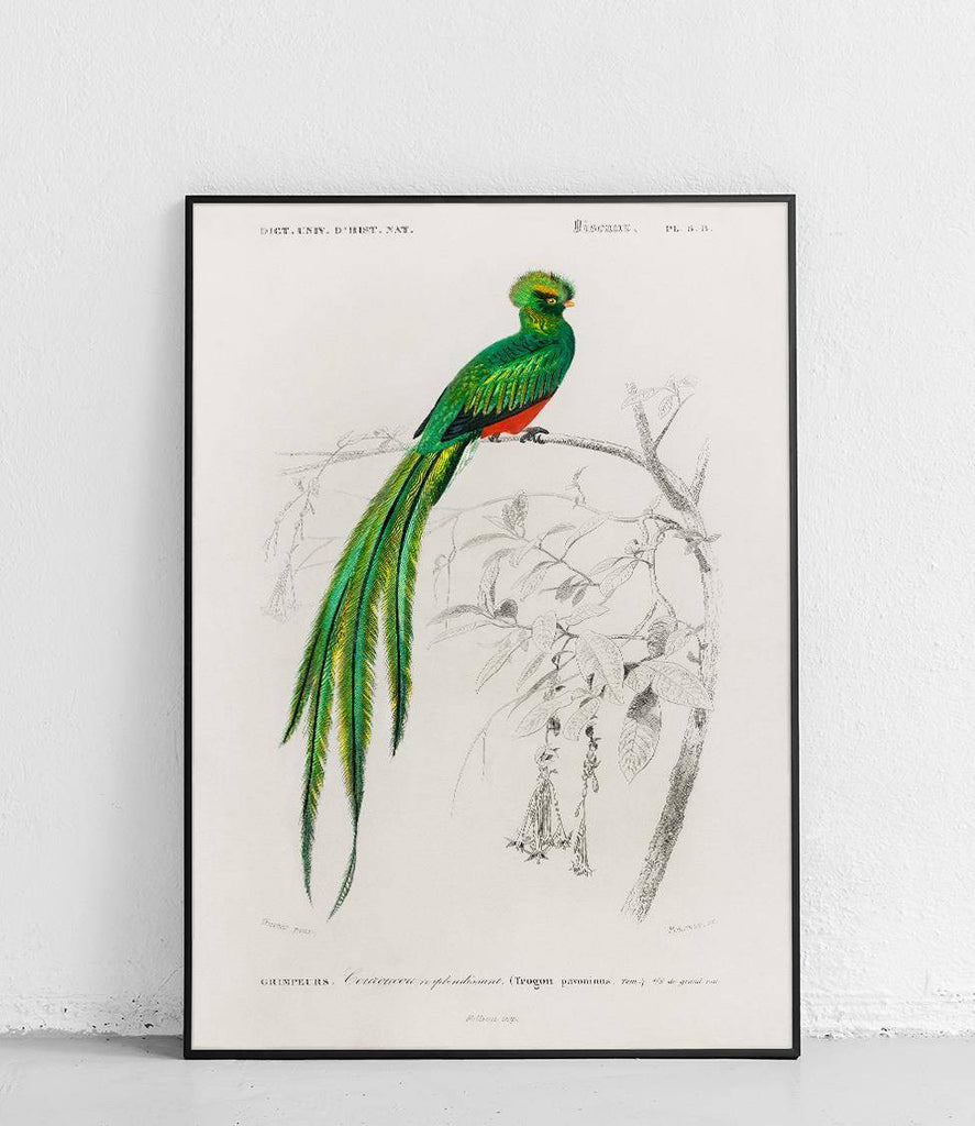 Resplendent quetzal - poster