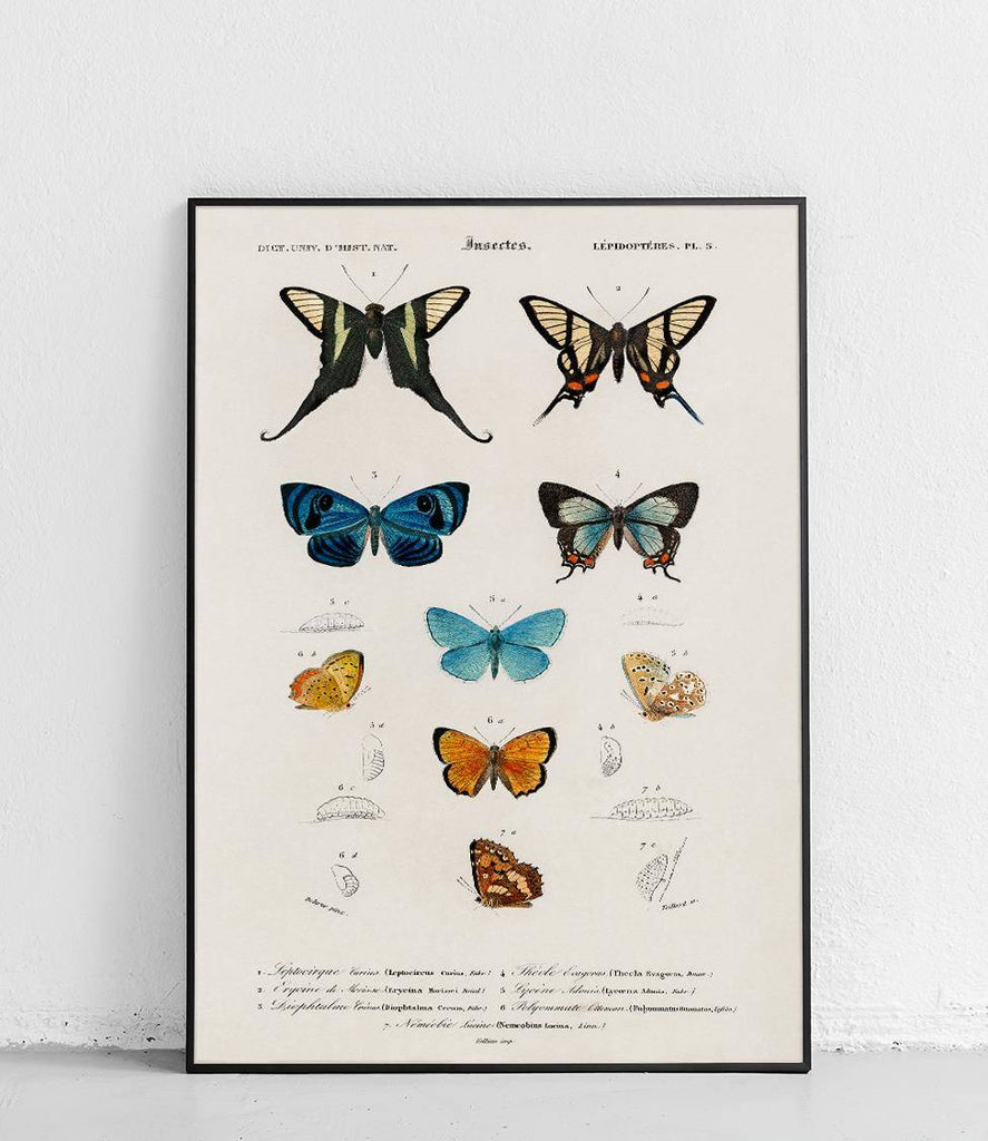 Butterflies - poster