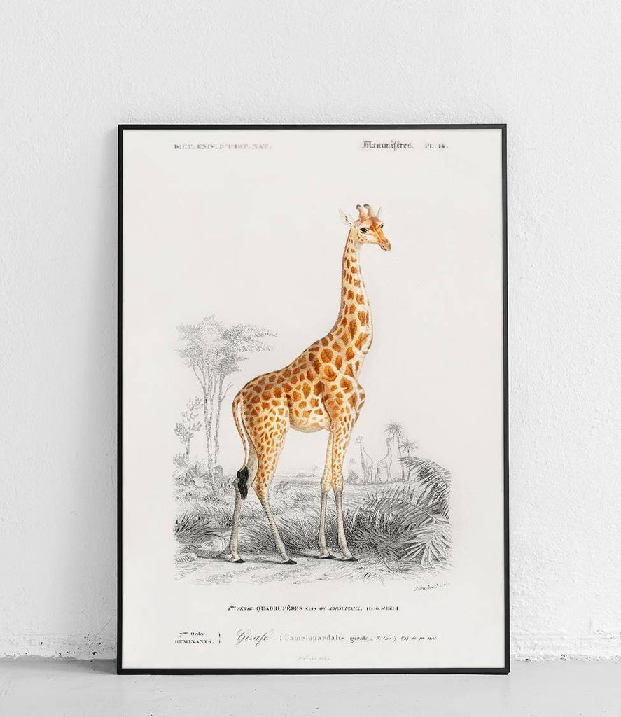 Giraffe - poster