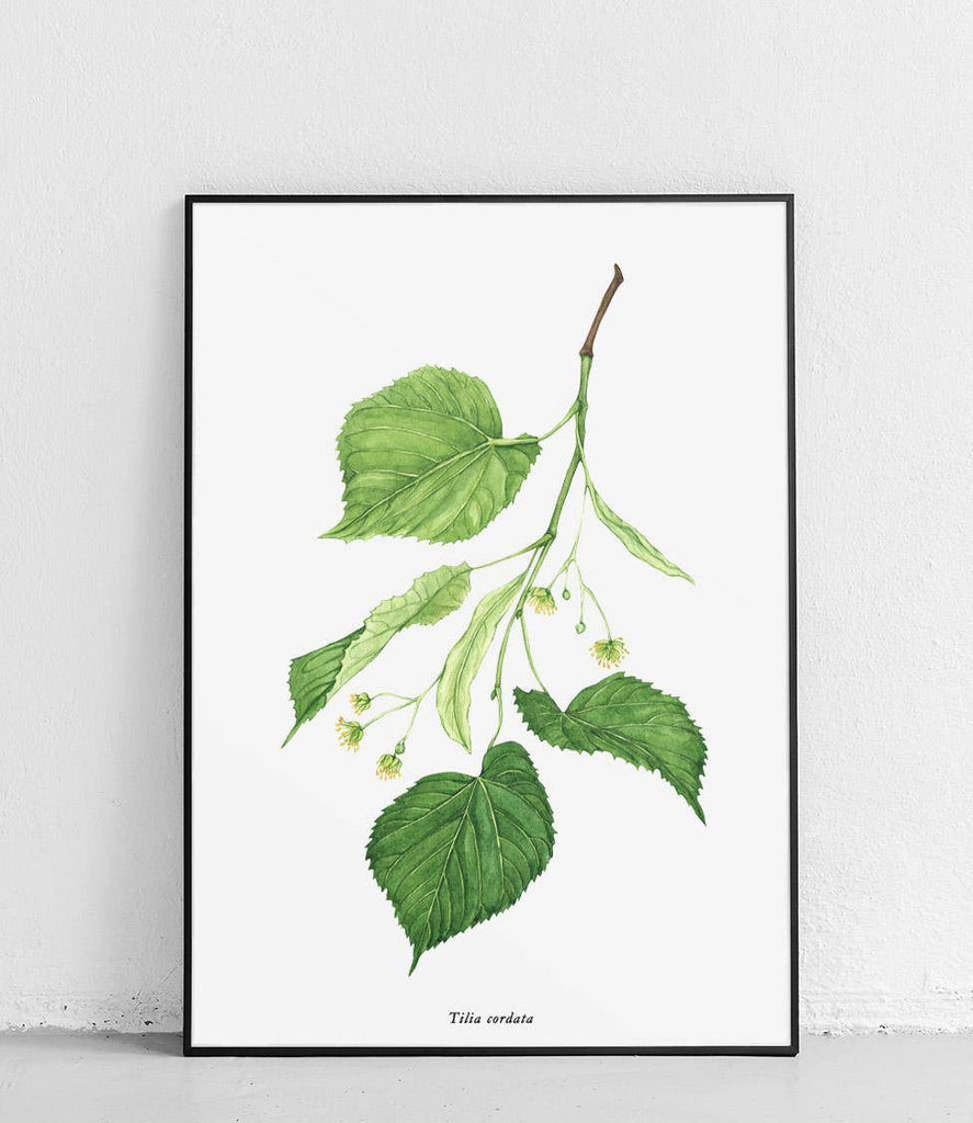 Small-leaved linden - poster