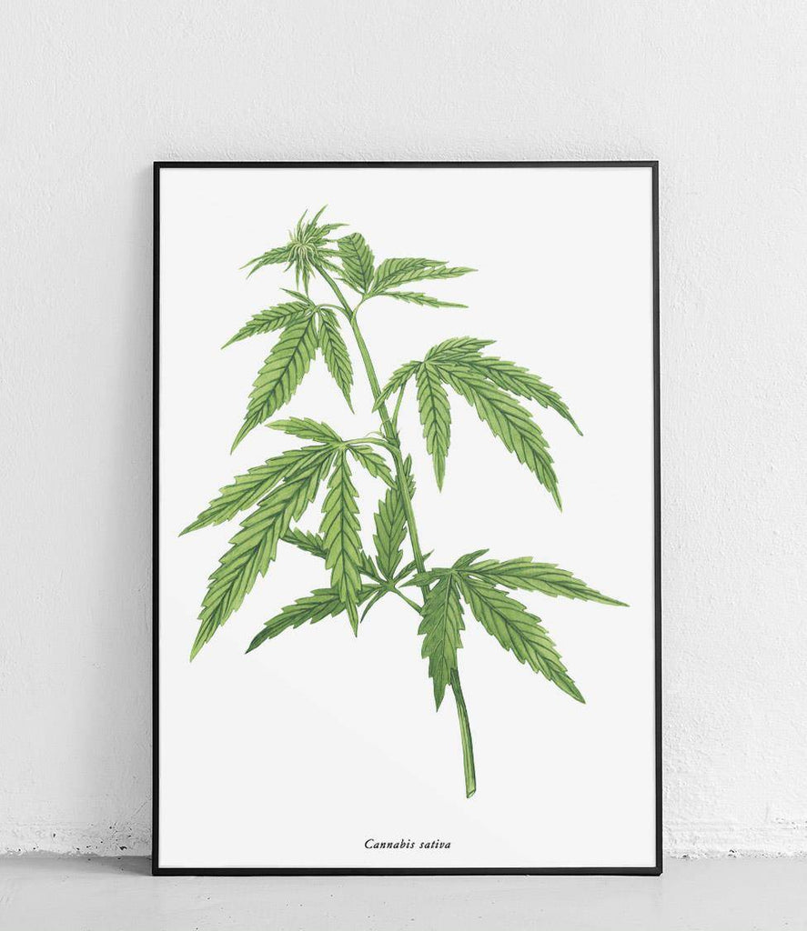 Cannabis sativa - poster