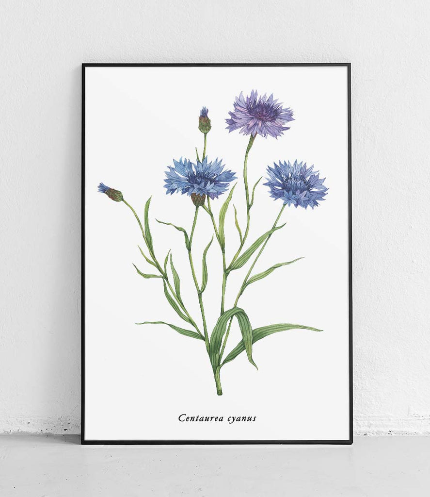 Cornflower cornflower- poster