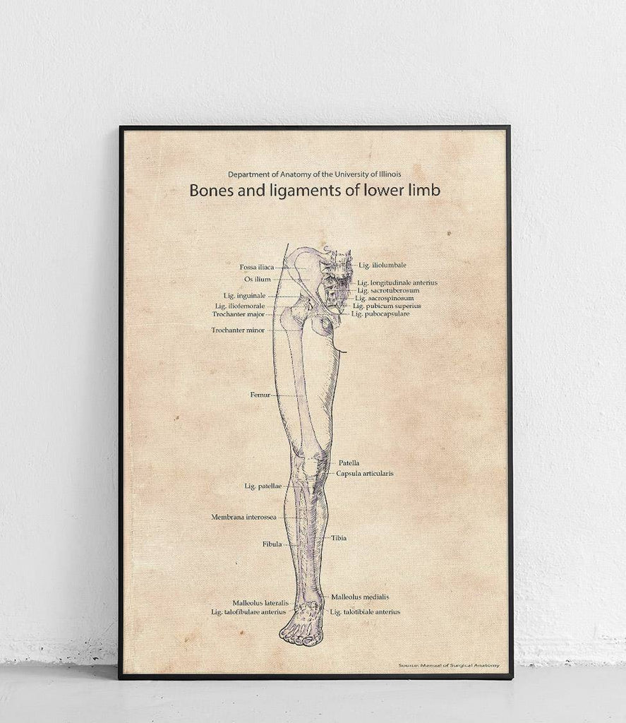 Bones and ligaments of the right leg - poster