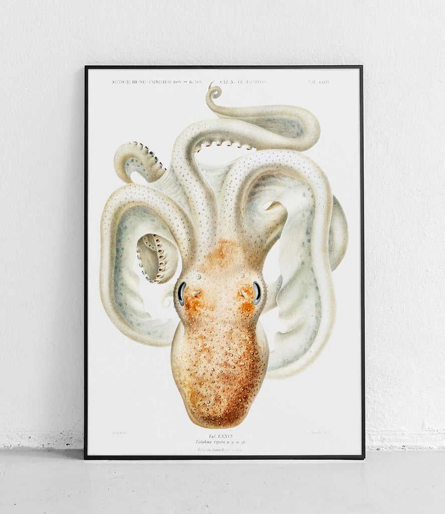 Velodona Octopus - poster