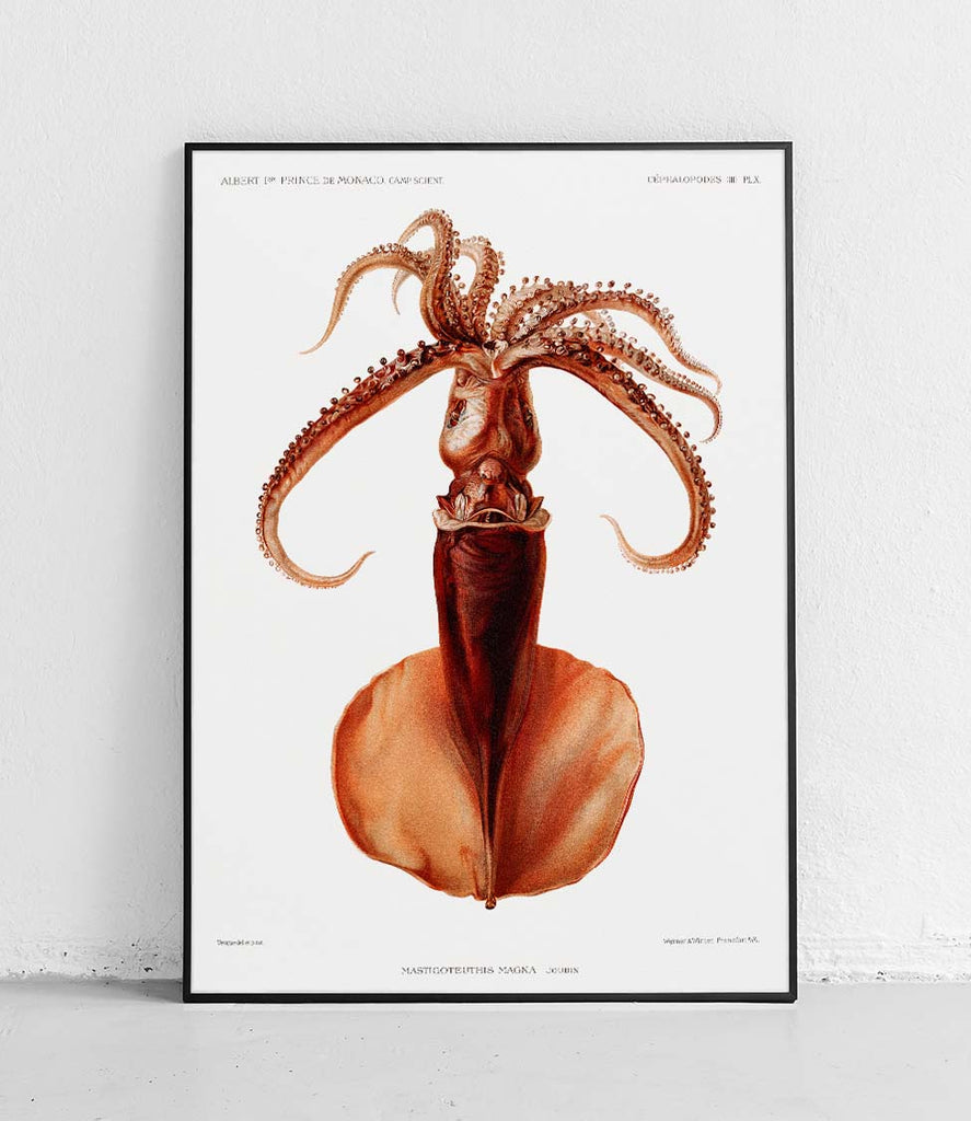 Squid - poster
