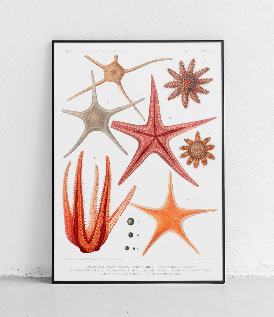 Starfish 2 - poster