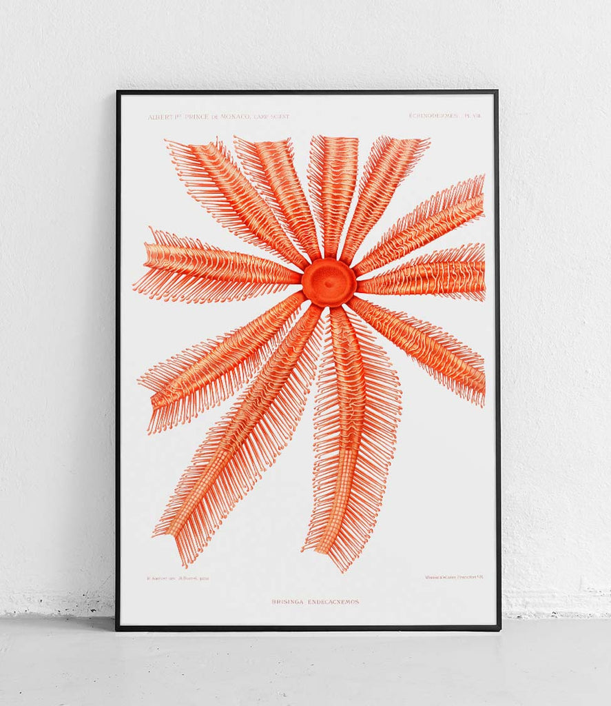 Starfish Brisingidae - poster
