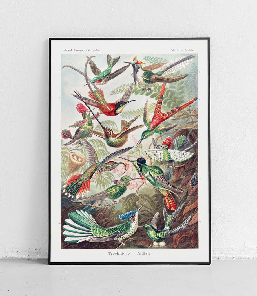 Hummingbirds - poster