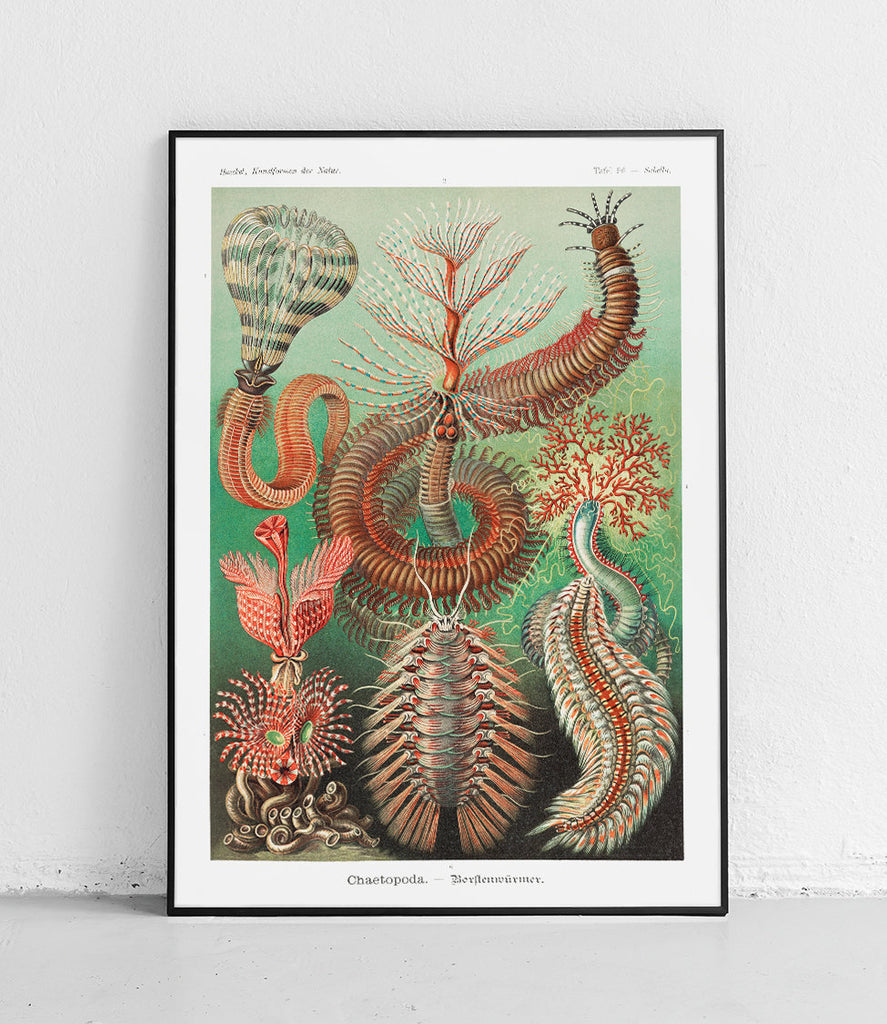 Polychaetes - poster