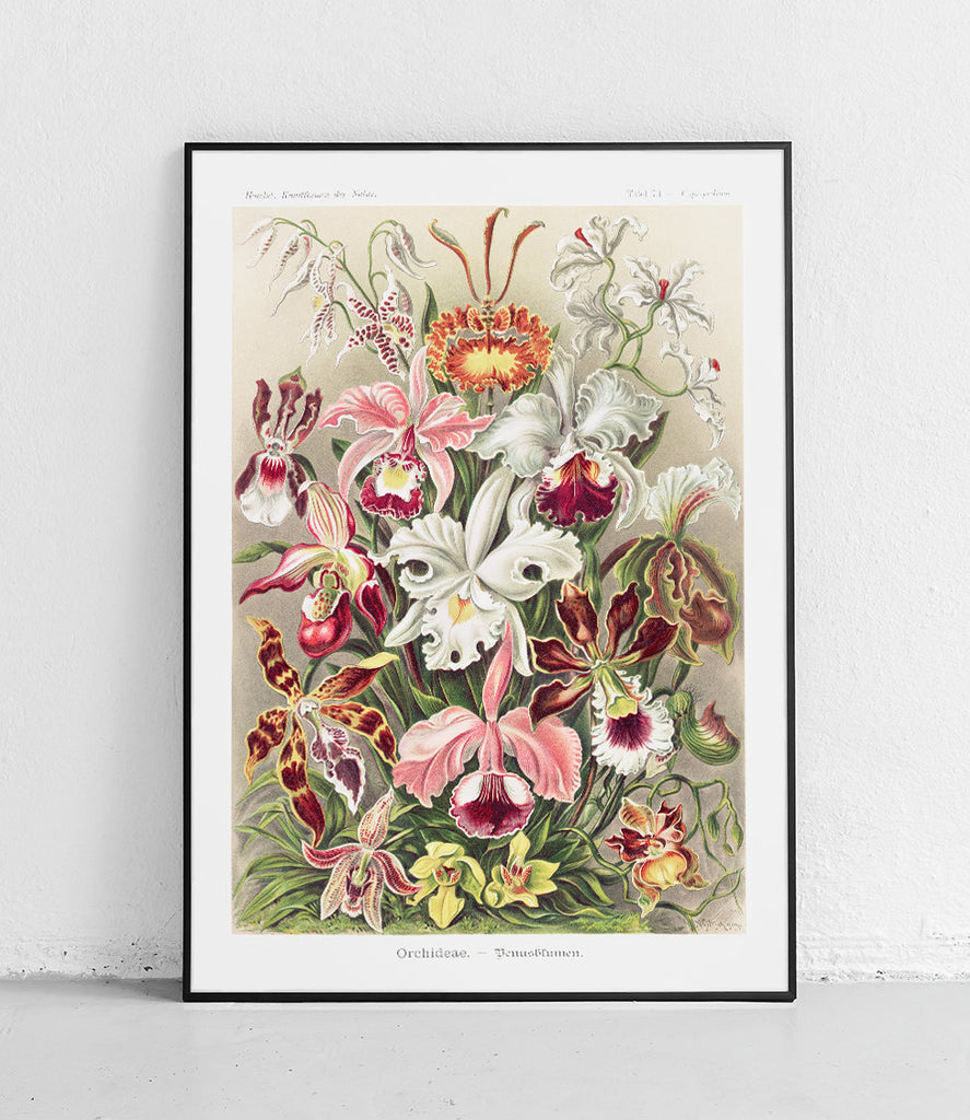 Orchids - poster