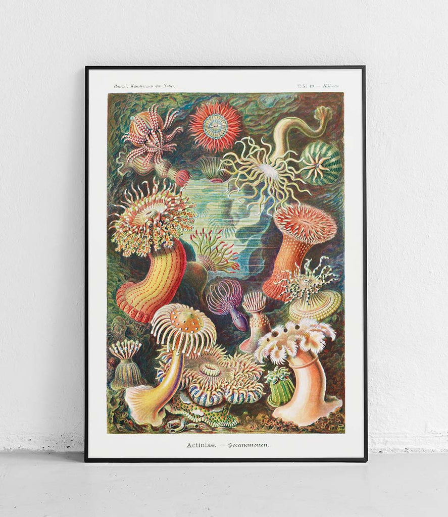 Sea anemones - poster