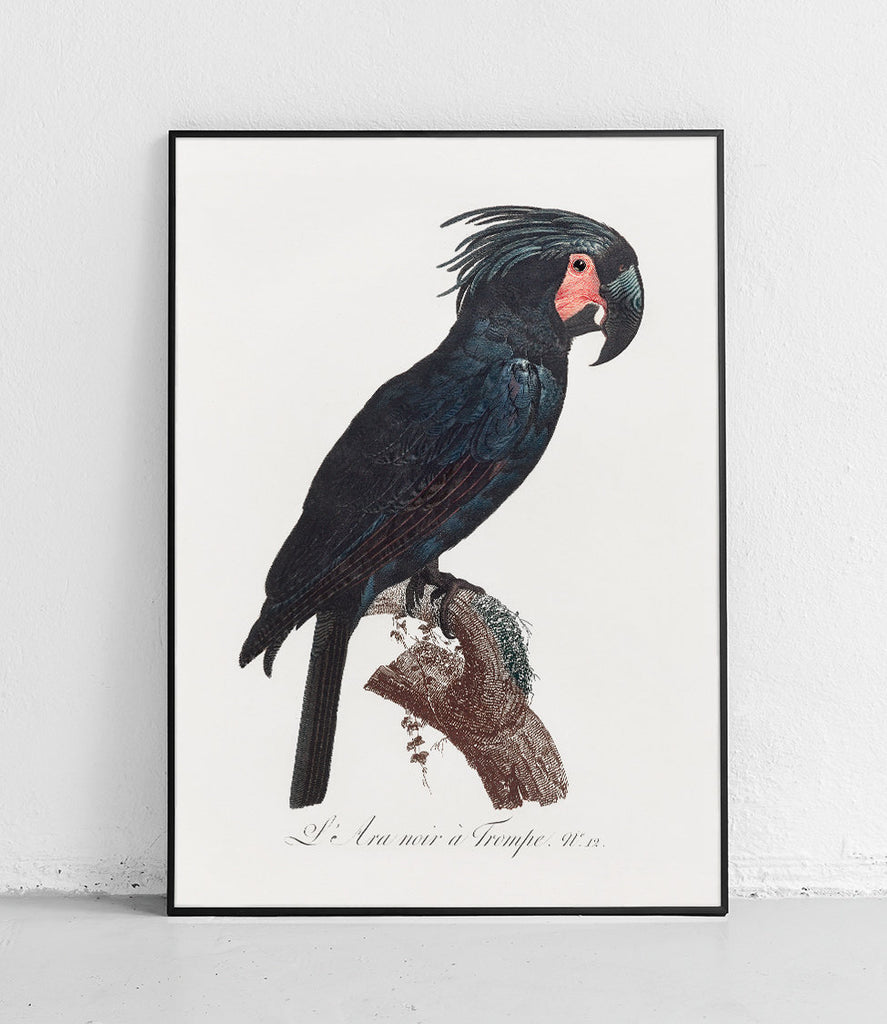 Palm cockatoo- poster
