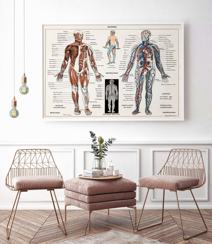 The nervous and muscular system - poster